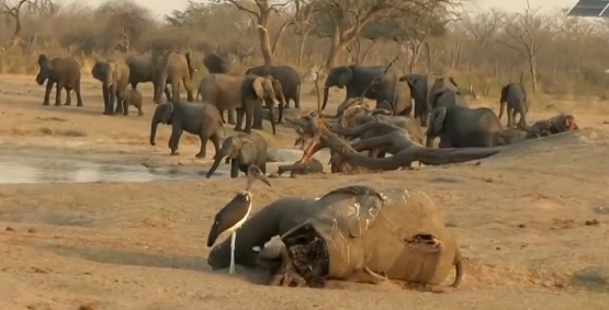 Carcassa di elefante morto a causa della siccità