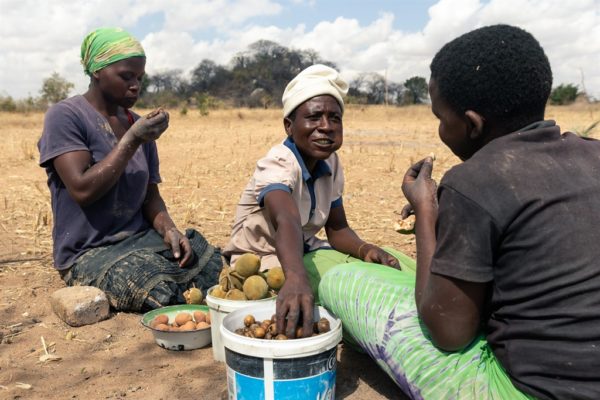 Zimbabwe: l’ex granaio dell’Africa sprofonda in una grave crisi alimentare