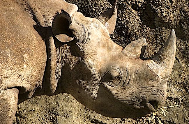 Primo piano di rinoceronte nero, è stato creato un corno in laboratorio di questa specie