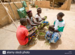 barsalogho-burkina-faso-maggio-2012-le-donne-del-villaggio-di-raccogliere-foglie-di-baobab-a-supplemento-la-loro-dieta-durante-la-stagione-secca-d3564j