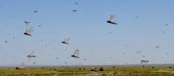 Locuste in volo cambiamenti climatici