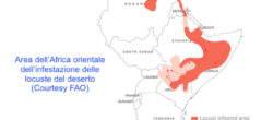 Mappa dell'invasione delle locuste del deserto nel Corno d'Africa (Courtesy FAO)