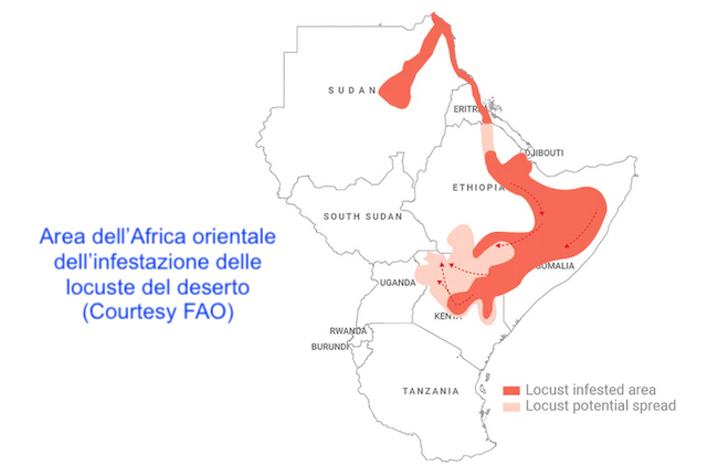 Cento miliardi di locuste divorano i raccolti: emergenza in Africa orientale