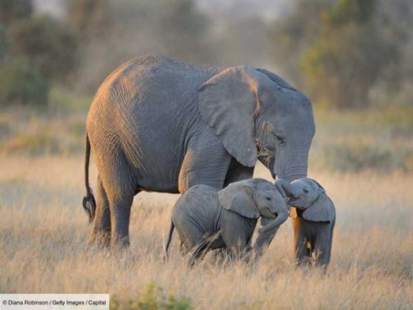 Elefanti in vendita: il Botswana mette all’asta lotti per la caccia autorizzata