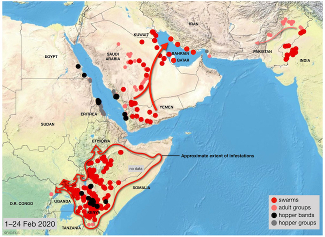 Mappa dell'invasione delle cavallette aggiornata al 24feb2020 (Courtesy FAO)