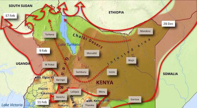 Dopo il Corno d’Africa l’orda di cavallette divora anche Uganda, Tanzania e Sud Sudan