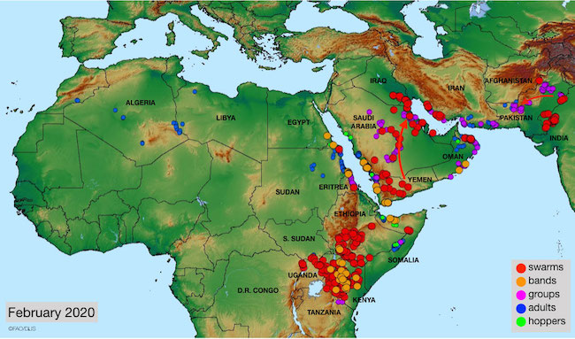 Mappa dell'invasione delle locuste aggiornata a febbraio 2020 (Courtesy FAO)