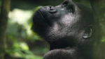 I gorilla rischiano di essere colpiti da Covid-19 (Coronavirus) (Courtesy Smithsonian Channel)