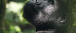 Gorilla rischiano di essere colpiti da Covid-19 (Coronavirus)