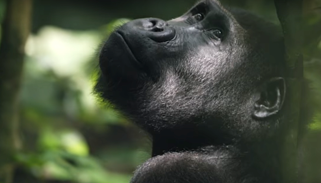 Gabon, chiusi parchi nazionali per proteggere gorilla e scimpanzé da Covid-19