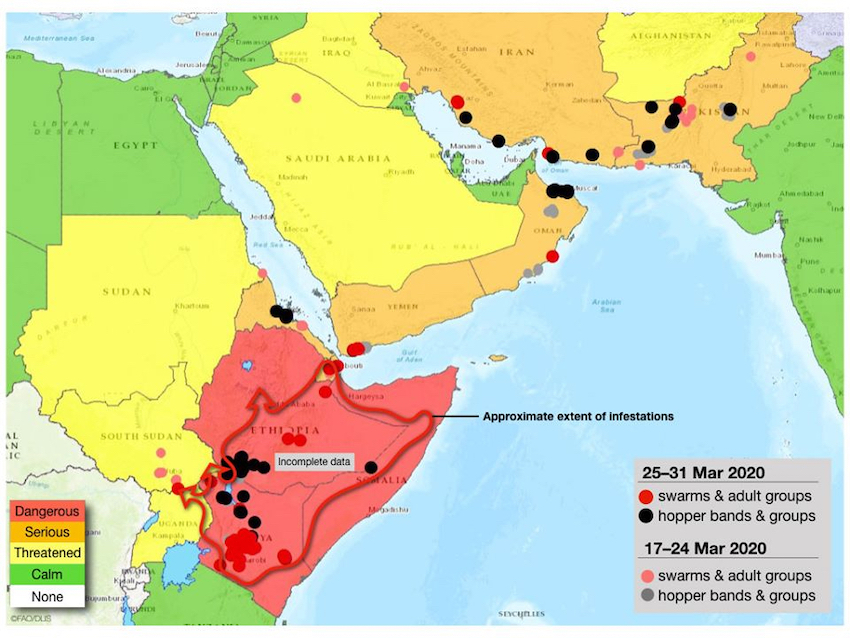 Mappa FAO dell'invasione delle locuste aggiornata a marzo 2020 (Courtesy FAO)