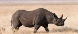 Rinoceronte nero a rischio bracconaggio