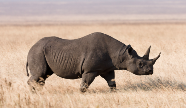 Bracconieri in azione in Namibia: strage di rinoceronti a rischio nel parco Etosha, 11 capi uccisi in una settimana