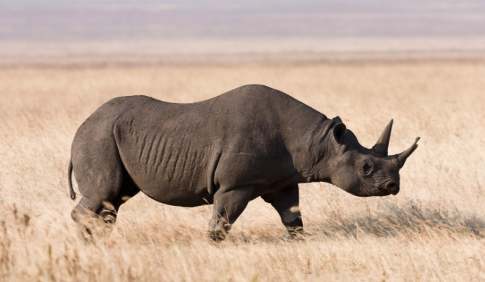 Rinoceronte nero a rischio bracconaggio