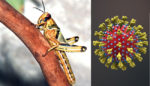 Locusta del deserto (Schistocerca gregaria) e Coronavirus (Covid-19)