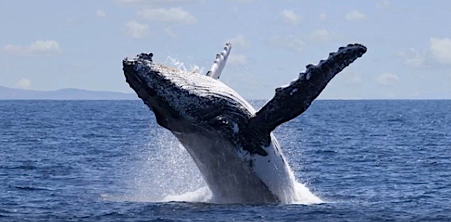 Una megattera, nel Canale del Mozambico. Le balene potrebbero essere in pericolo a causa dello sfuttamento dei giacimenti di gas a Cabo Delgado