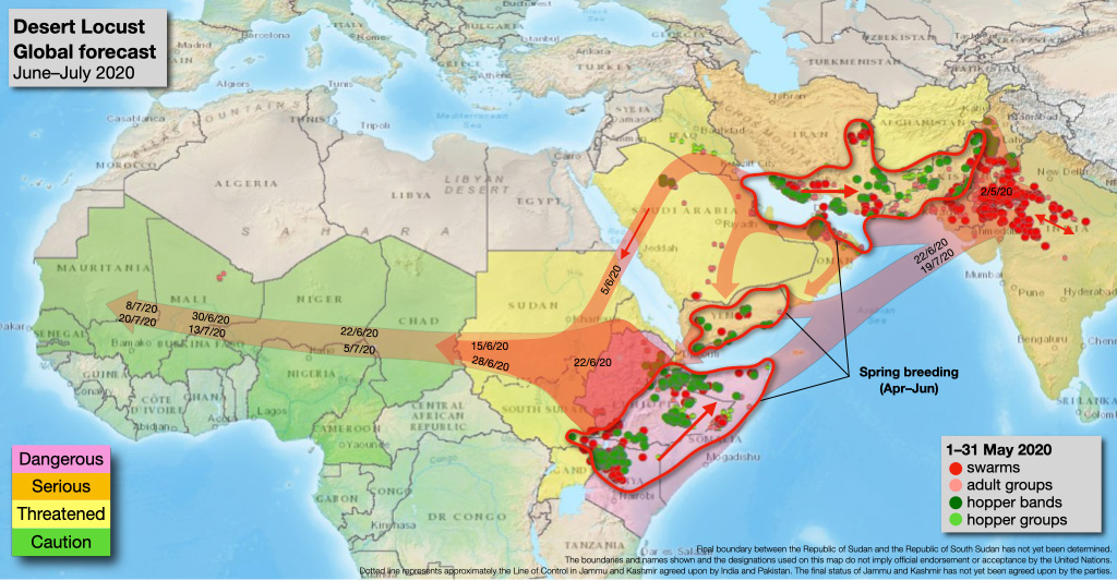 Mappa con la proiezione della migrazione delle cavallette nei mesi giugno-luglio2020 (Courtesy FAO)