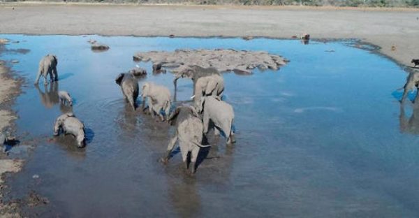 Misteriosa strage di 356 elefanti in Botswana: stavolta non sono i bracconieri