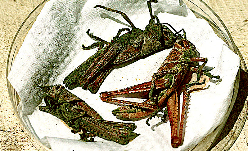 Locuste uccise da Metarhizium acridum
