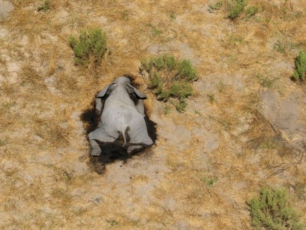 I cianobatteri responsabili della strage di elefanti in Botswana e Zimbabwe