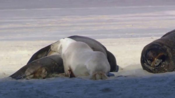 Namibia: migliaia di cuccioli di leoni marini spiaggiati per mancanza di cibo