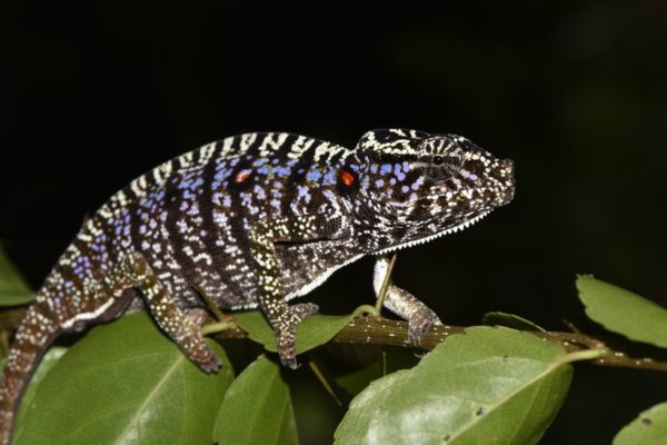 Madagascar: scienziati tedeschi e malgasci avvistano camaleonte dato per estinto