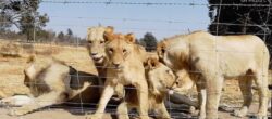 Cuccioli in cattività in un allevamento di leoni (Courtesy Lord Ashcroft/Lord Ashcroft on Wildlife)