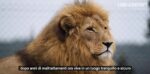 Simba, il leone salvato durante l’indagine (Courtesy Lord Michael Ashcroft)