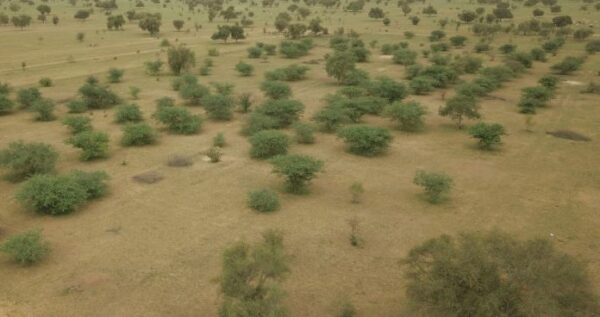 Bloccare la desertificazione: 14 miliardi di dollari per la Grande Muraglia Verde