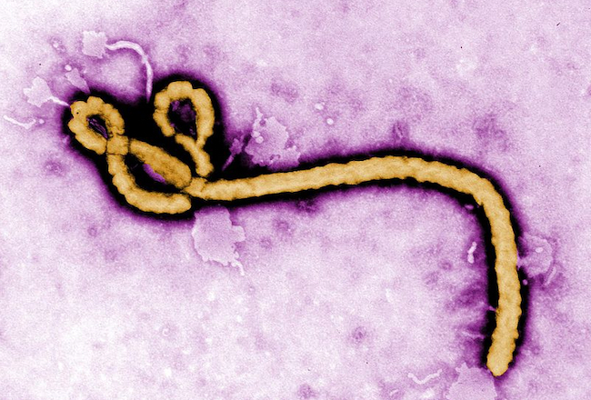 Guerra a ebola in Guinea e Congo-K: assieme all’OMS anche OIM e MSF