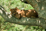 leonessa su albero