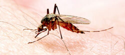 vaccino RNA La zanzara anofele, insetto che veicola la malaria