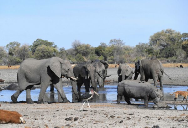 Contrordine in Tanzania: resta lo stop alle esportazioni di animali selvatici e il governo avvia ulteriori consultazioni