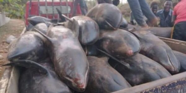 Decine di delfini trovati morti sulle spiagge del Ghana