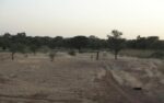 desert_brousse_Niger_NE