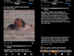 Istagram vendita leone Mopani