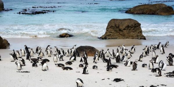 Sudafrica: sciame d’api infuriato uccide 63 pinguini