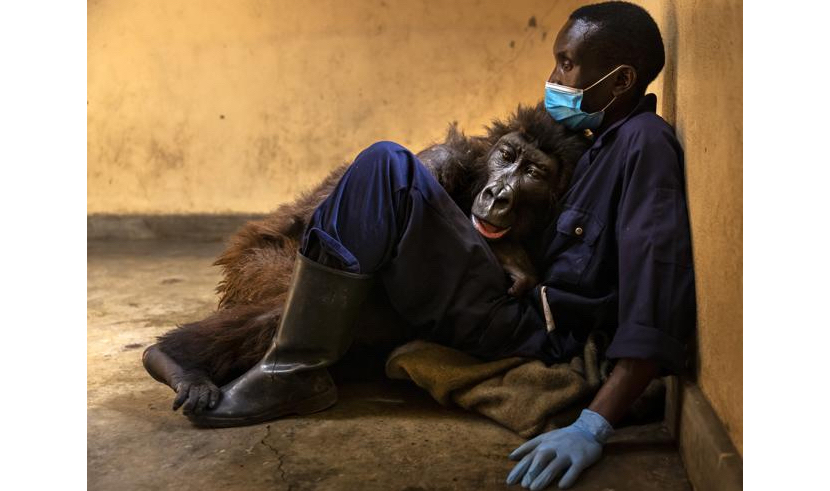 Congo, gorilla del selfie virale morta tra le braccia del ranger che l’aveva salvata