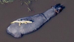 coccodrillo prende sole sopra ippopotamo