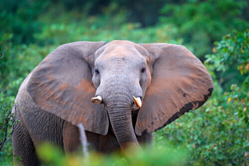 Tentano di esportare 1,5 tonnellate di zanne d’elefante dal Katanga, contrabbandieri bloccati in Congo-K