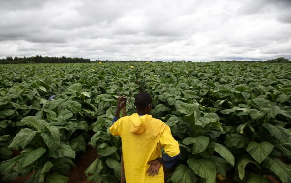 Piantagioni di tabacco nello Zimbabwe: governo promette maggiore impegno nella lotta contro il lavoro minorile e la deforestazione