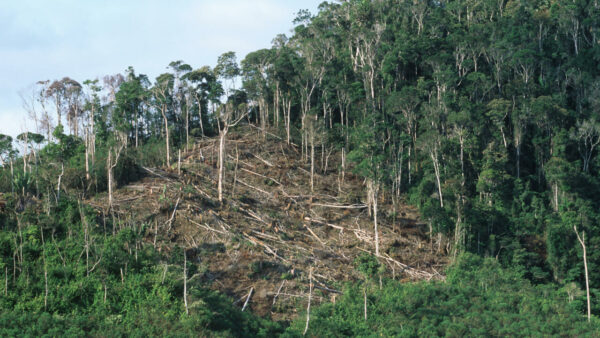 Madagascar: ucciso anziano ambientalista, denunciava da due anni il disboscamento dei trafficanti di legno prezioso