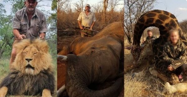 La vendetta della natura, ucciso con un colpo in testa un cacciatore che ammazzava per “passione” leoni ed elefanti