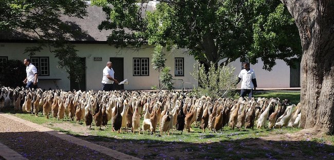 Transizione ecologica alla sudafricana: due battaglioni di anatre difendono e concimano i pregiati vigneti
