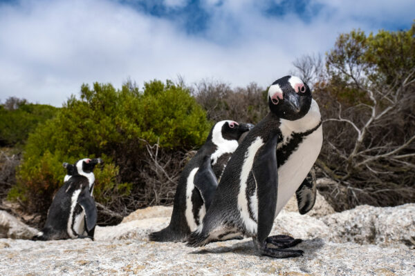 L’inquinamento acustico provocato dalle petroliere mette a rischio la sopravvivenza dei pinguini in Sudafrica