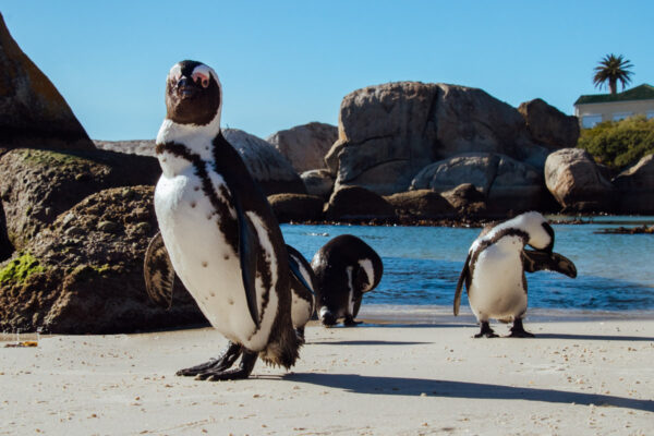 Continua in Sudafrica la strage di pinguini uccisi dall’influenza aviaria