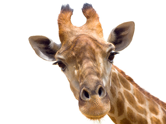 Sudafrica: bimba di 16 mesi muore calpestata da una giraffa