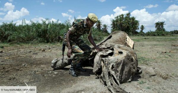 Siccità nel Corno d’Africa: muoiono di sete gli animali nei parchi nazionali del Kenya