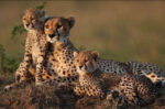 famiglia di ghepardi