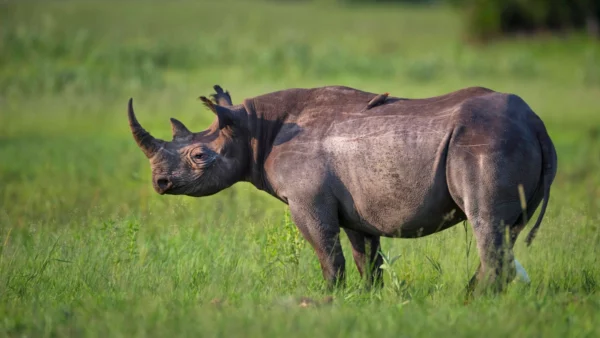Bracconieri in azione in Botswana: i rinoceronti rischiano l’estinzione per il ricco mercato delle corna in Cina